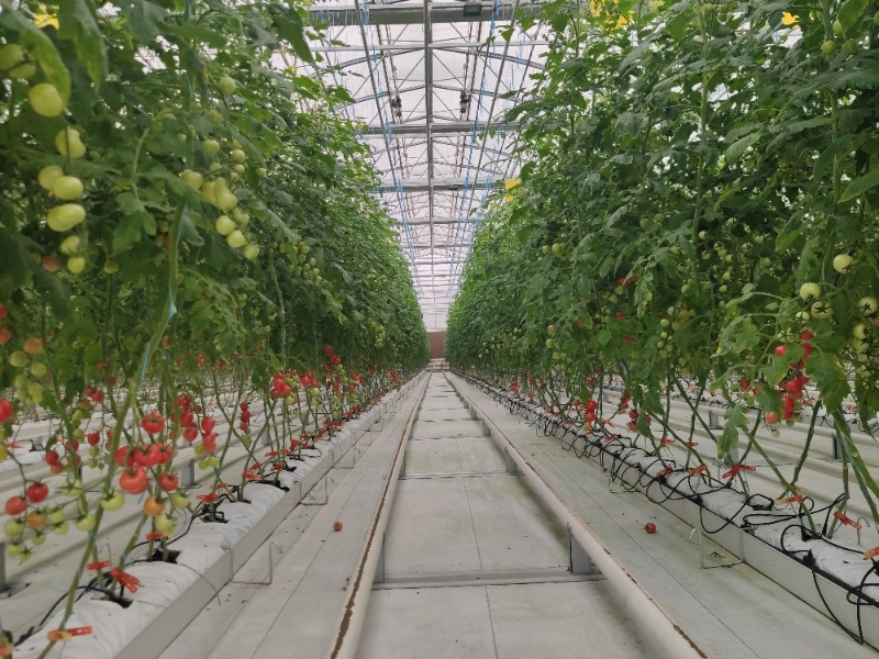 Tomato Greenhouse