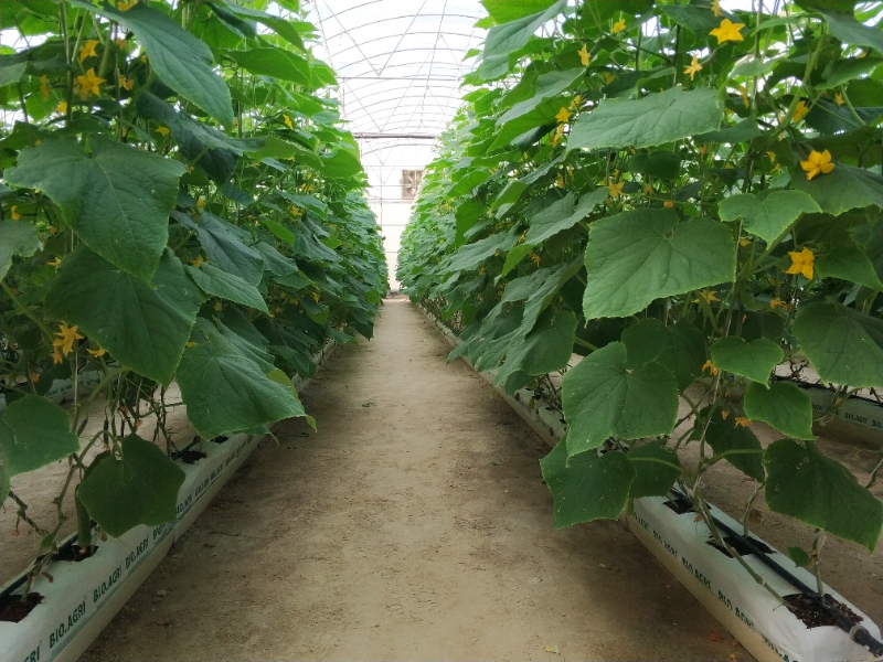 Cucumber Greenhouse