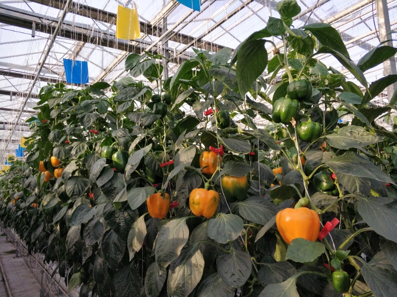 Pepper Greenhouse