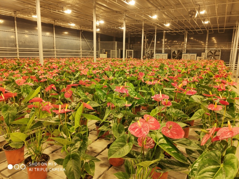 Flower Greenhouse