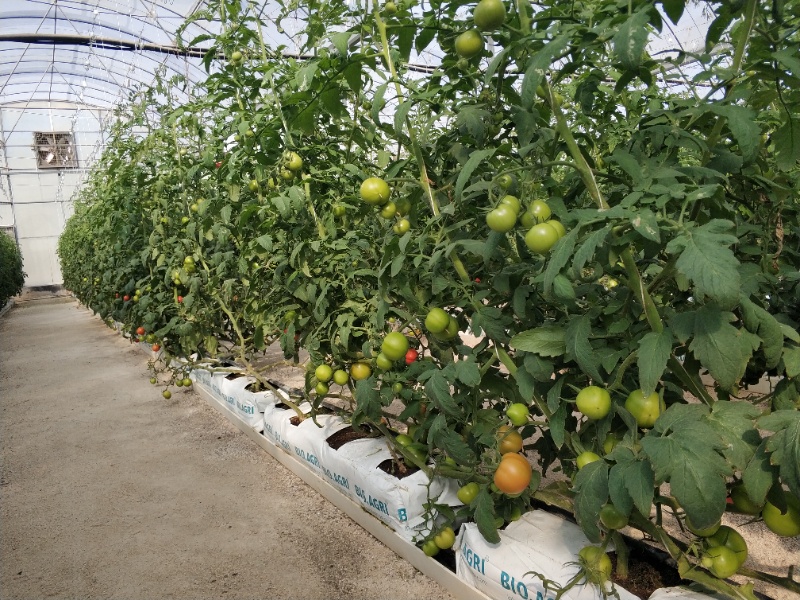 Tomato Greenhouse