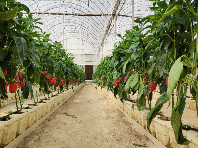 Pepper Greenhouse