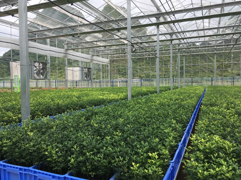 Nursery Glasshouse