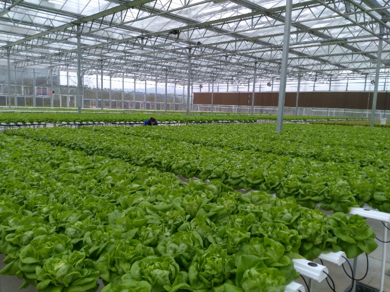 Lettuce Greenhouse