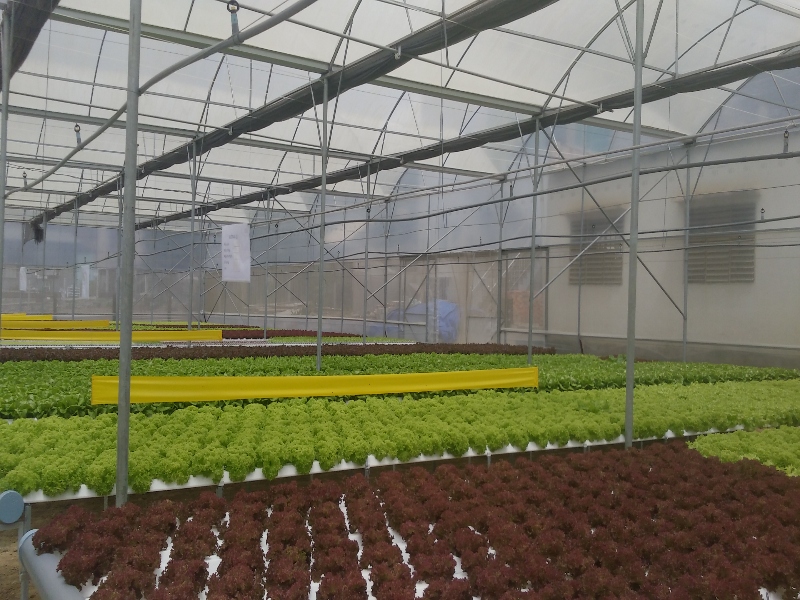 Lettuce Greenhouse