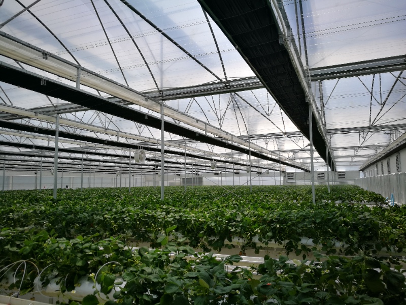 Strawberry Greenhouse