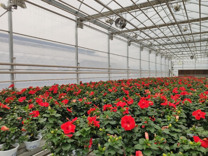 Pot Plant Greenhouse