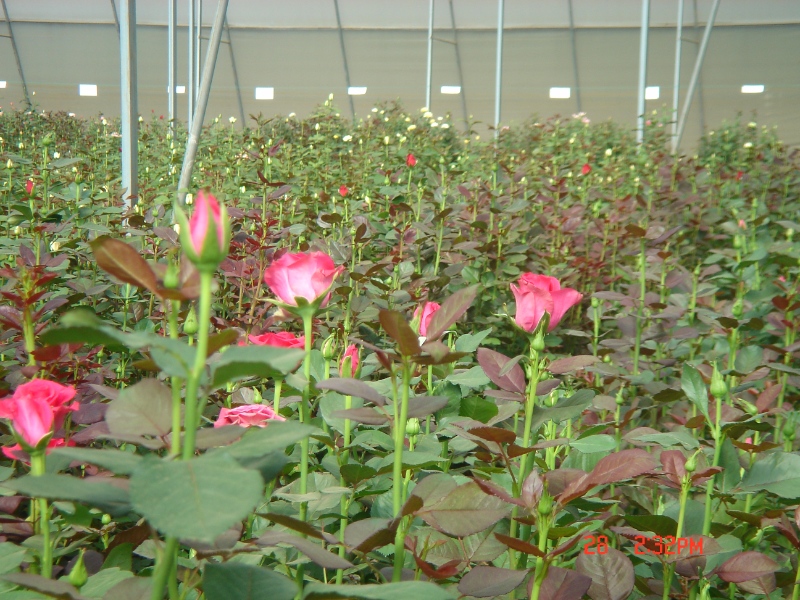 Fixed Vent Greenhouse