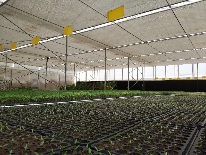 Nursery Greenhouse