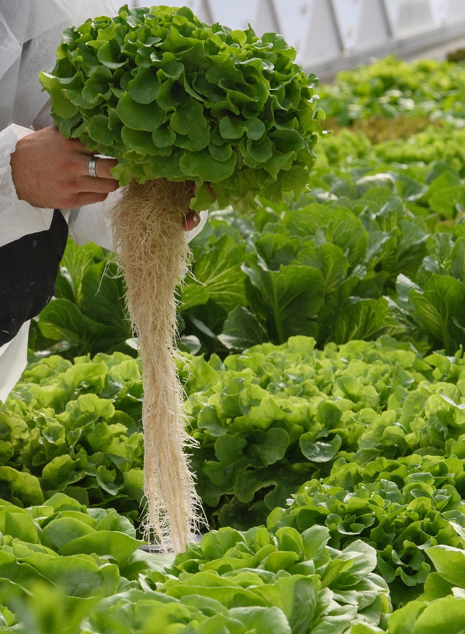 Aeroponic Greenhouse