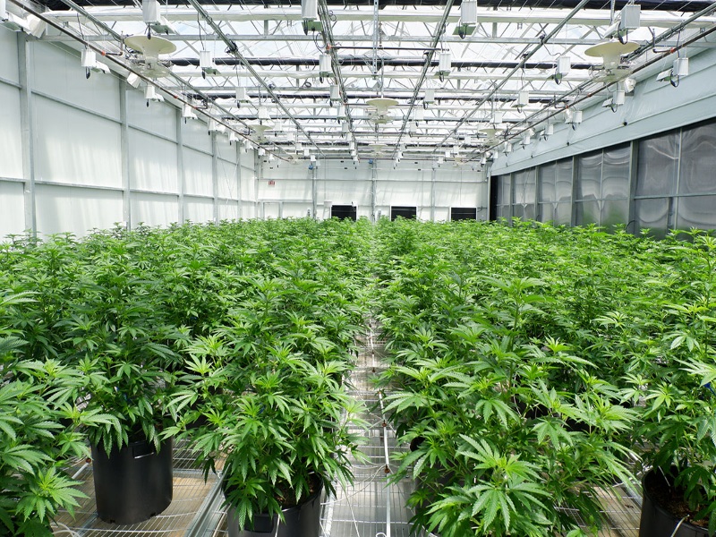 Cannabis Greenhouse