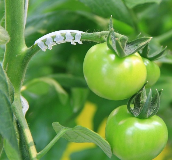 Tomato Hooks & Clips