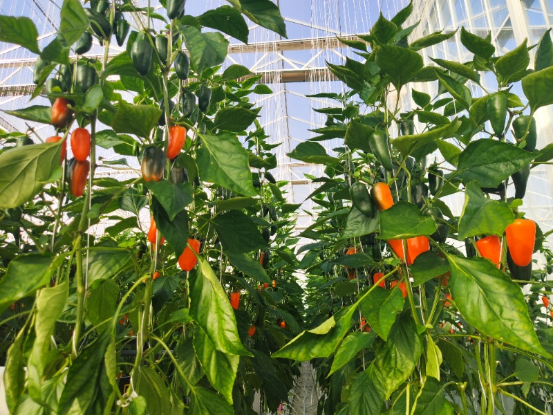 Capsicum Glasshouse