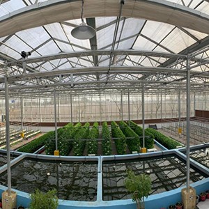 Aquaponic Greenhouse