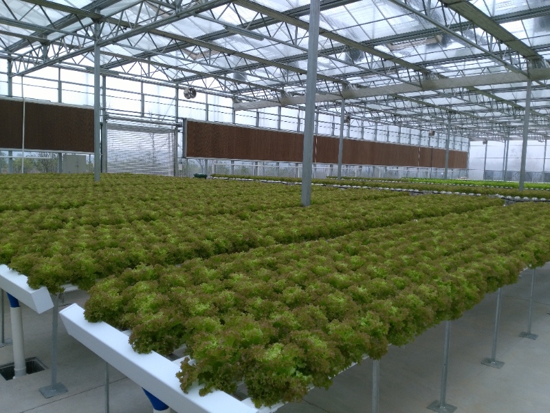 Lettuce Greenhouse