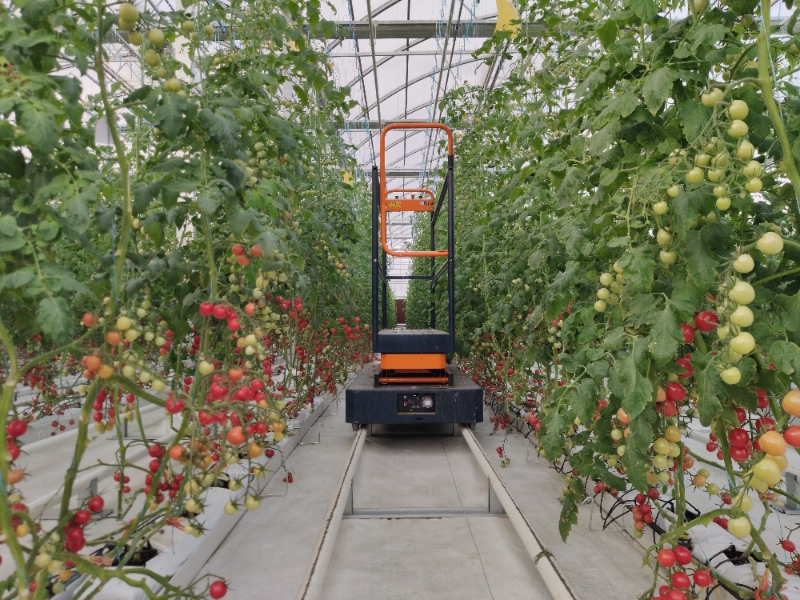 Tomato Greenhouse