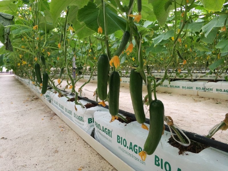 Cucumber Greenhouse