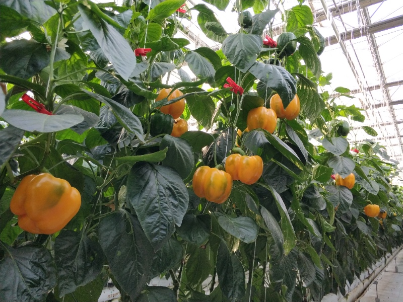 Pepper Greenhouse