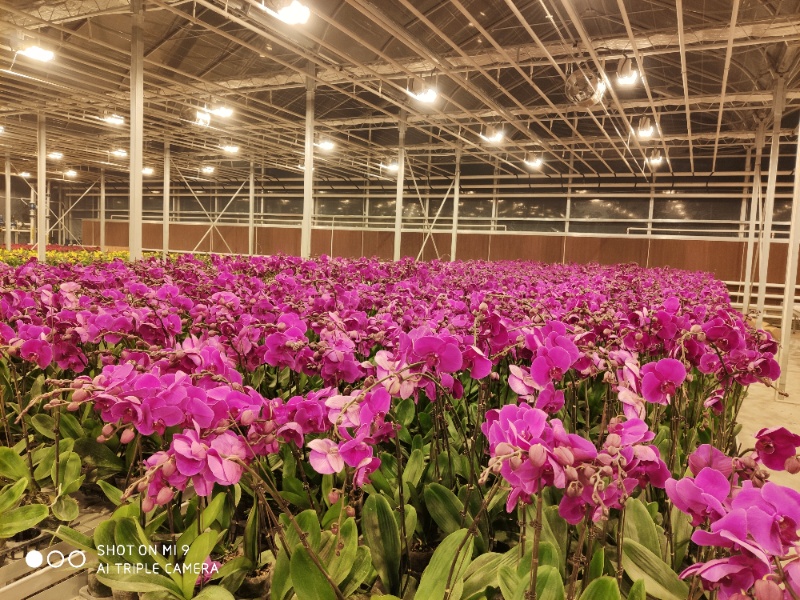 Flower Greenhouse