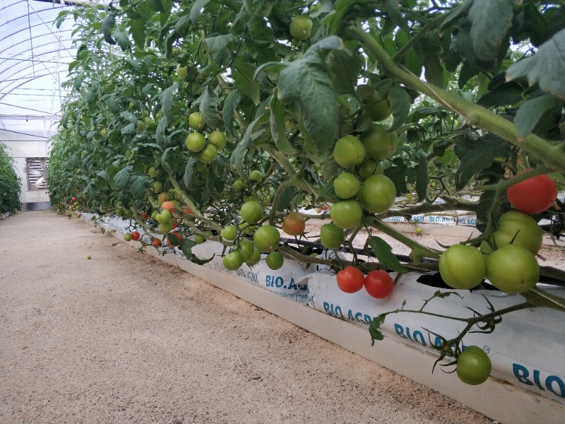 Tomato Greenhouse