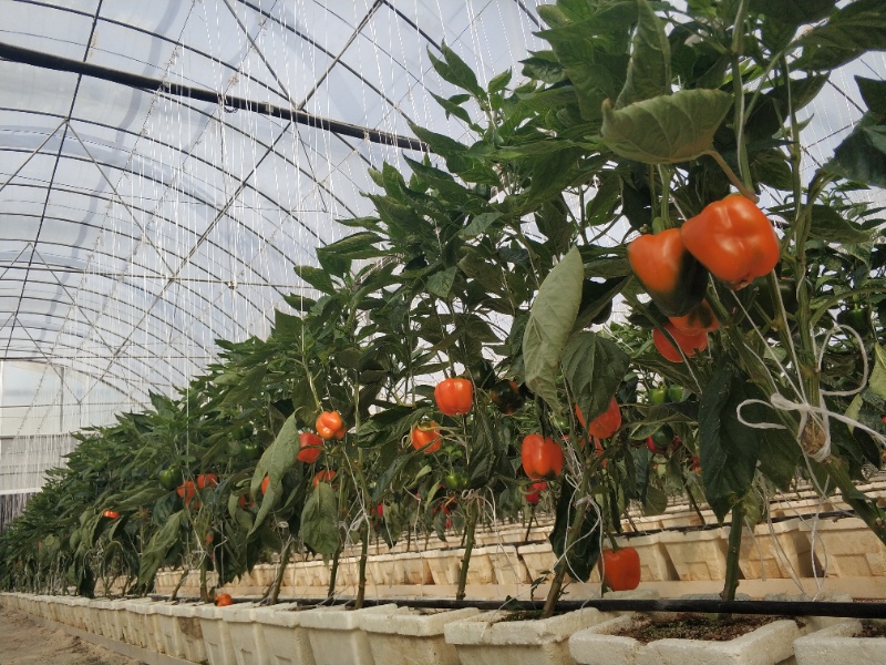 Pepper Greenhouse