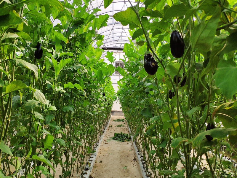 Eggplant Greenhouse