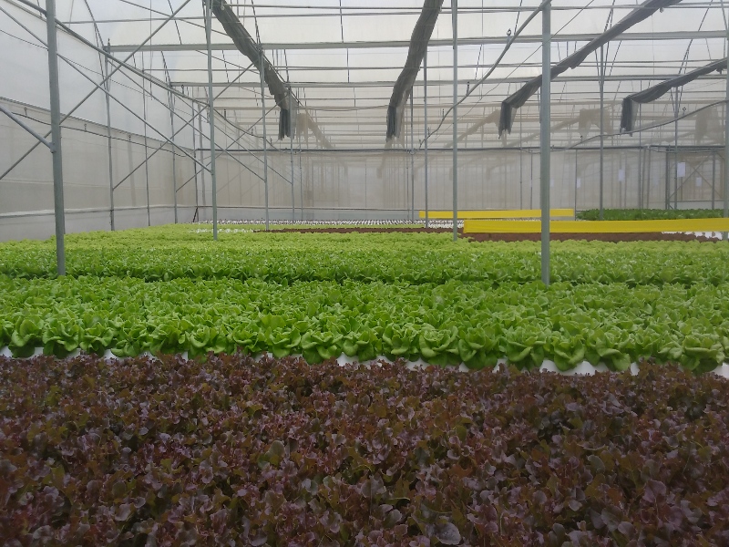 Lettuce Greenhouse