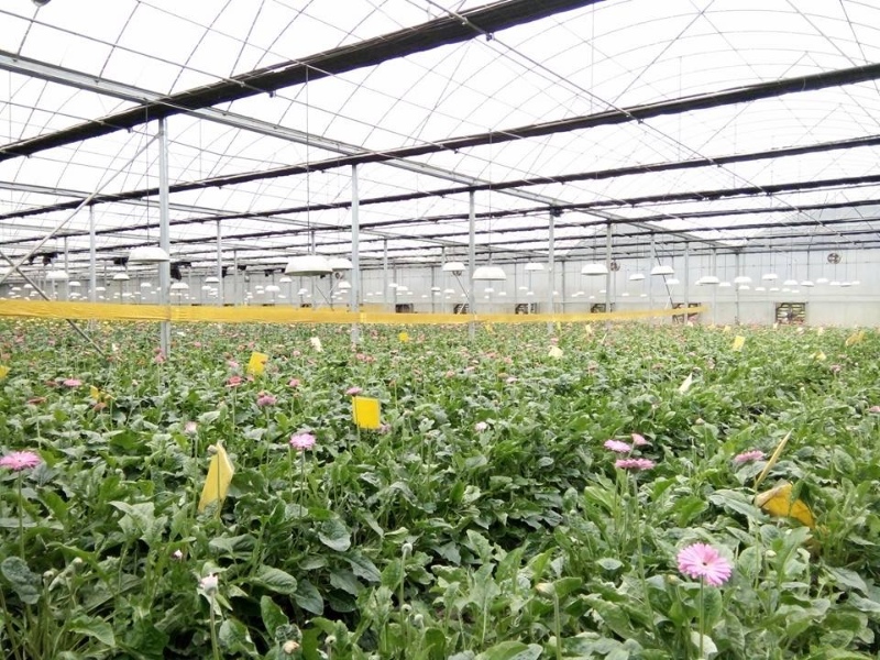 Chrysanthemum Greenhouse