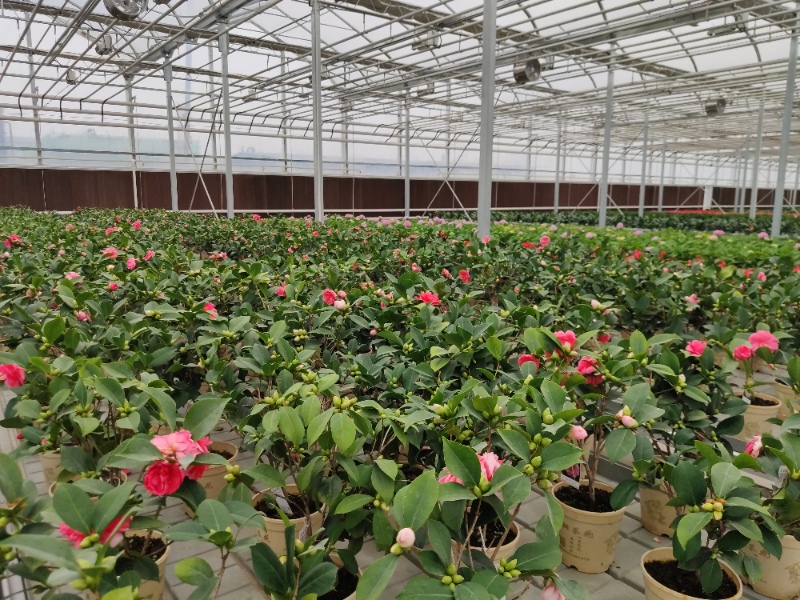 Pot Plant Greenhouse