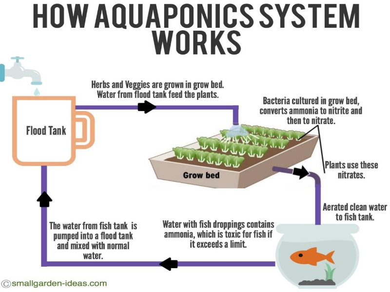 Aquaponic Greenhouse