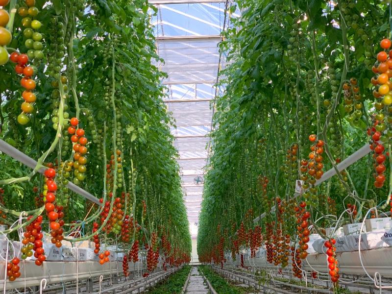 Tomato Glasshouse