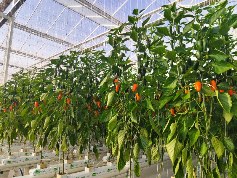 Capsicum Glasshouse