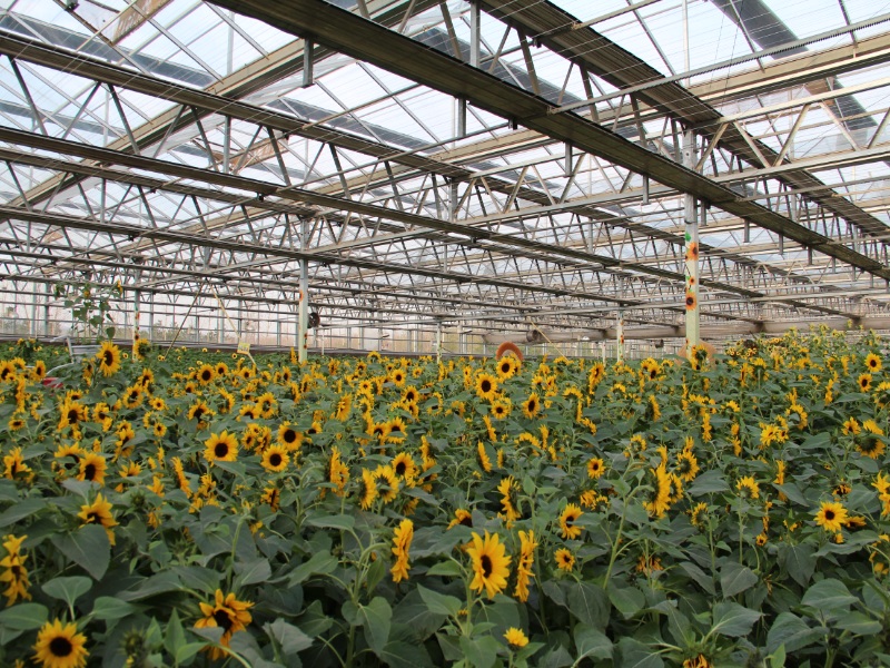 Flower Glasshouse