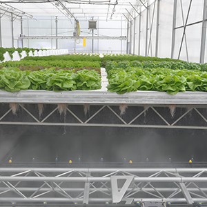 Aeroponic Greenhouse