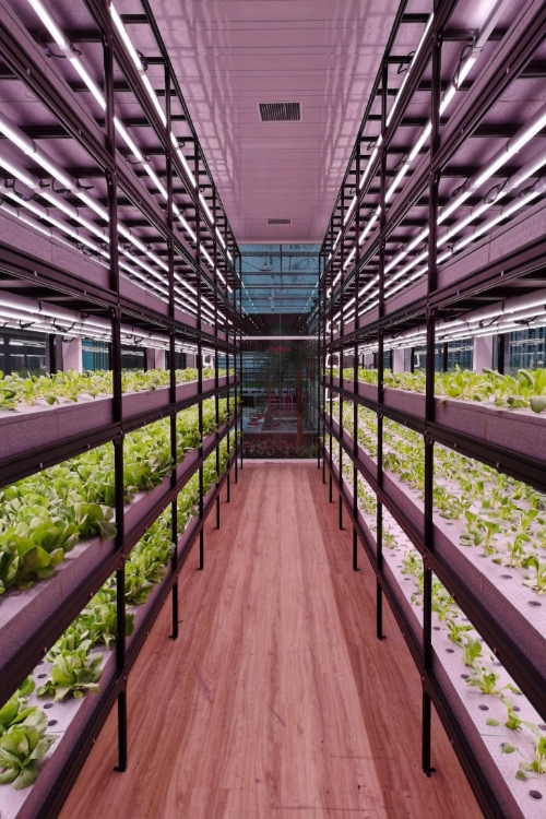 Vertical Farming