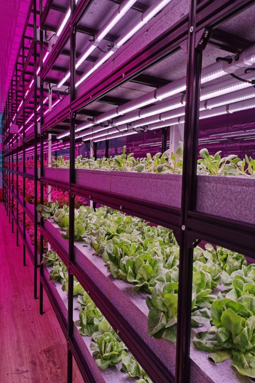 Vertical Farming