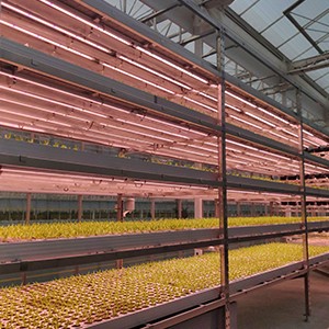 Vertical Farming