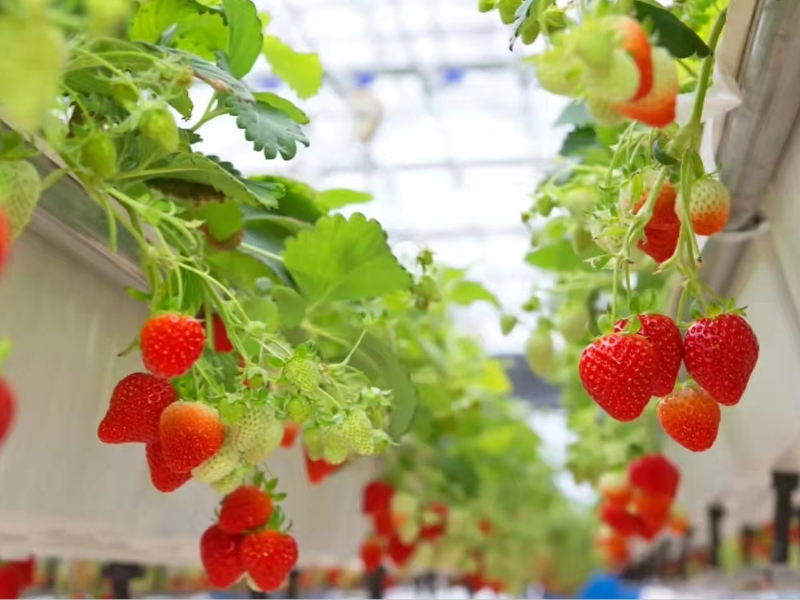 Strawberry Glasshouse