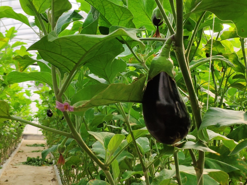 Eggplant Greenhouse