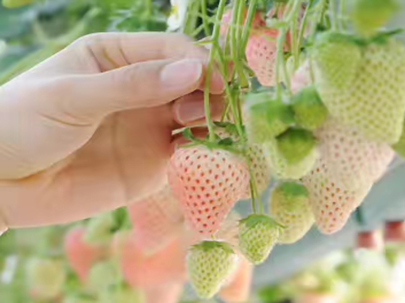 Strawberry Greenhouse