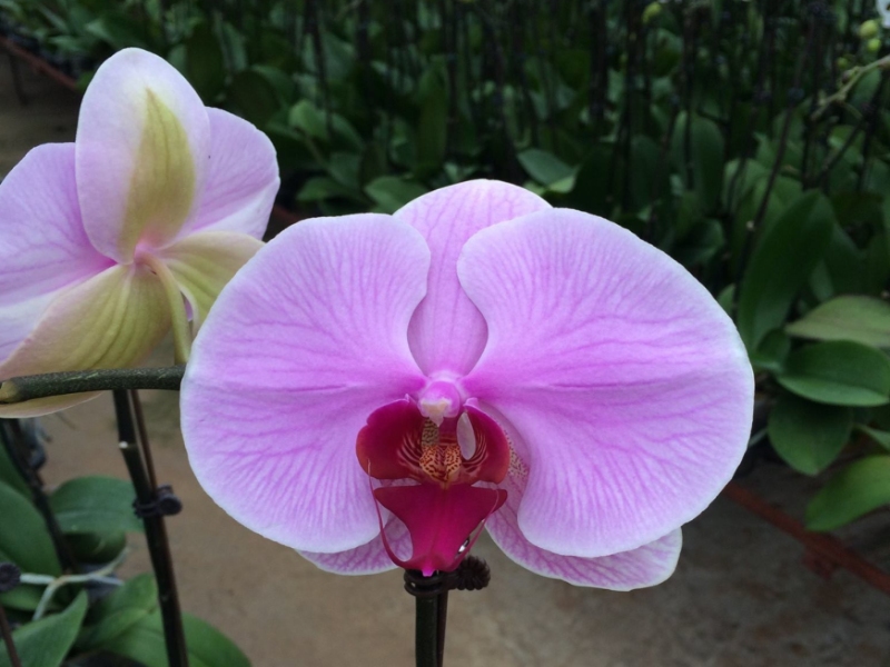 Orchid Greenhouse