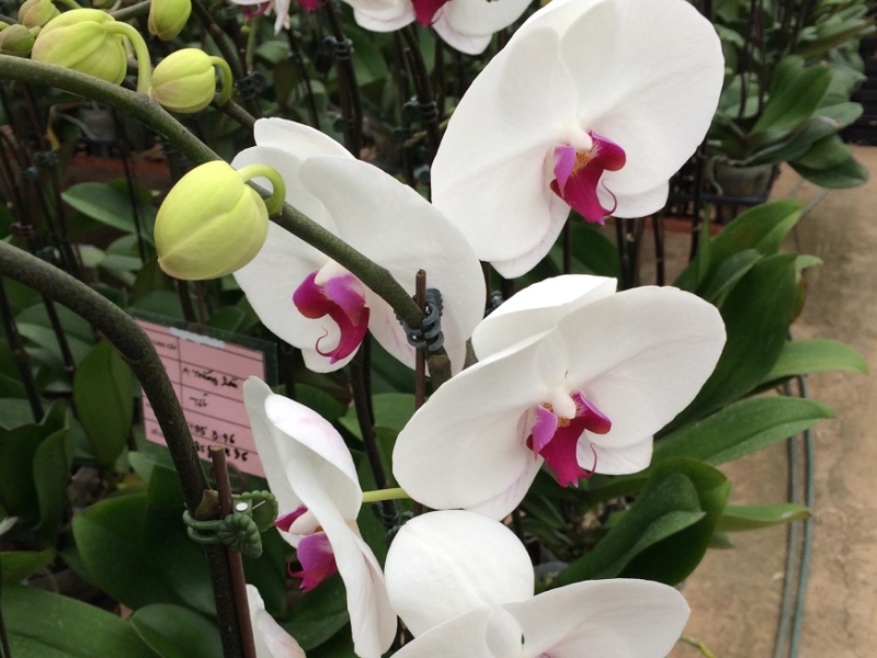 Orchid Greenhouse